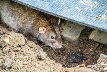 Rat problems in Holbeach