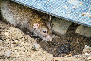 Rat infestation in Spalding