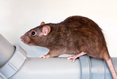 Rat on a pipe..