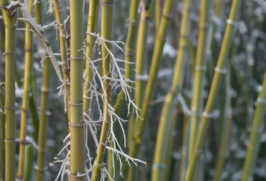 A collection of eco-friendly pastel green plant boxes ready to be shipped.