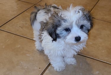 Maltese x Shih-Tzu Puppy standing on ceramic floor