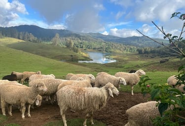 Sheeps Gracing at Mannavanur Sheep Farm
