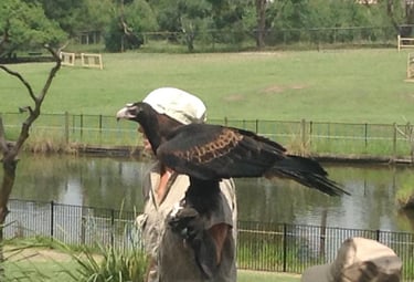 foto de um falcão em birds of prey show em lone pine sanctuary brisbane
