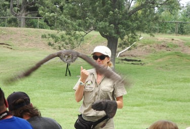 foto de um falcão em voo em birds of prey show em lone pine sanctuary brisbane 