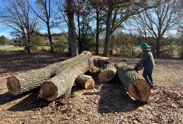 man cutting large oak tree logs with a chainsaw