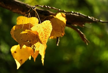 Autumn leaves in the early morning sun