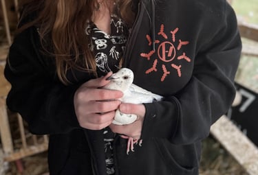 white pigeon being held gently by a woman in a black sweatshirt
