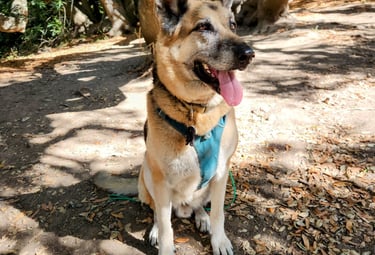 A German Shepherd dog sits and waits under a tree