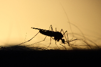 mosquito control company 