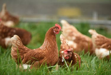 chickens grazing in pasture