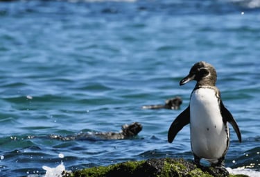 A Galápagos Penguin swimming in crystal-clear water against a dramatic volcanic landscape on Isabela