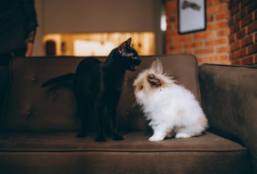 In home pet sitting, cat and bunny on couch