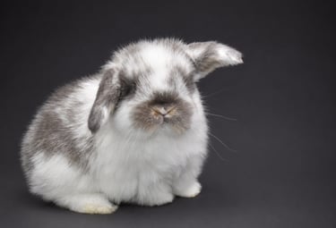 Hot Cross Buns' broken opal baby rabbit