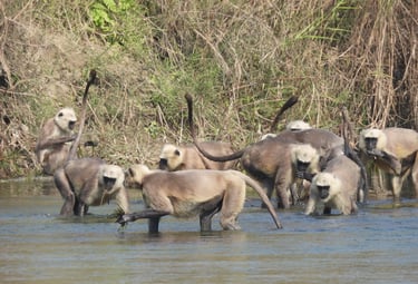 langurs eating algues in Bardiya