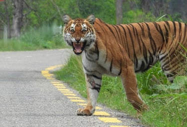 tiger cross the road