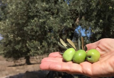 Olive dei Monti Iblei