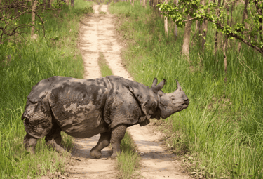Wildlife Nepal