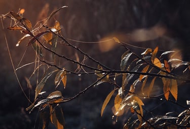Han Lu - Cold Dew