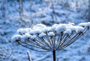 Xiao Xue - Lesser Snow