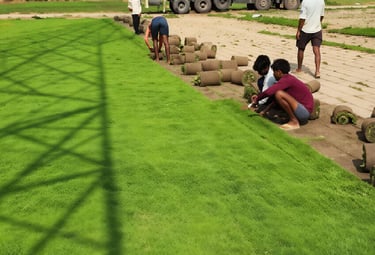 lawn grass suppliers in Hyderabad, lawn grass suppliers Hyderabad