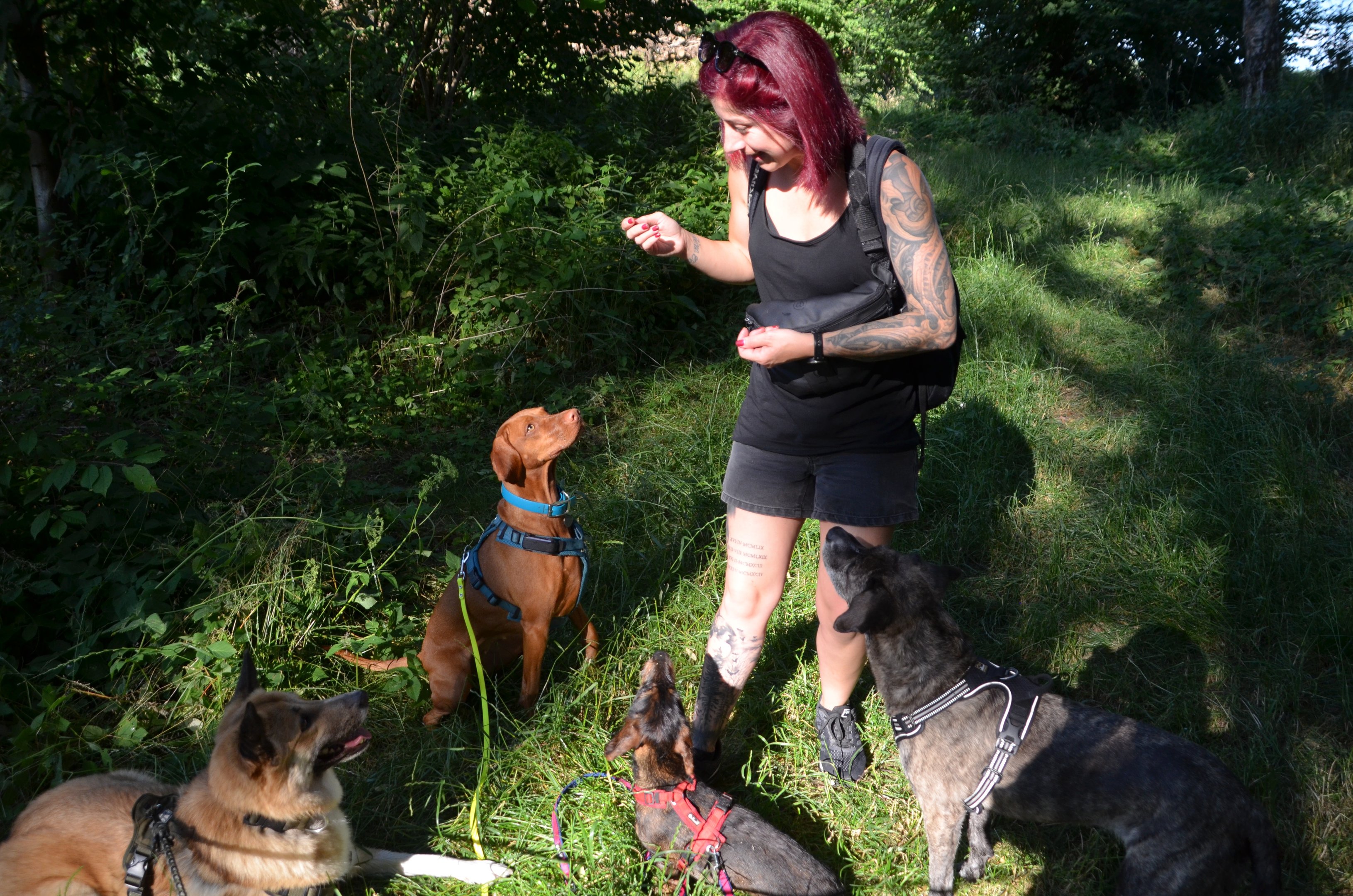 Dogz Erding Hundetraining