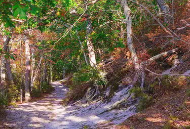 Cape Cod Outer Cape beach with dunes, ocean waves, and coastal grasses along a natural walking trail