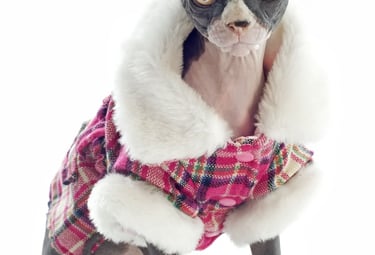 Hairless Sphynx cat wearing a pink plaid winter coat with faux fur collar isolated on white.
