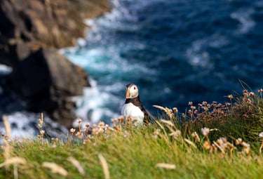 Papegaaiduikers Shetland