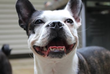 A happy black and white French Bulldog smiling with its mouth open outdoors.