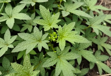 Close-up of a professional disinfecting a kitchen countertop with spray.