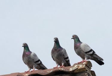 Close-up of a professional disinfecting a kitchen countertop with spray.