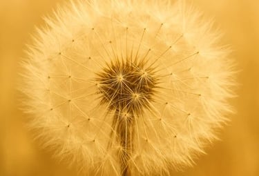 a dandela flower in a field