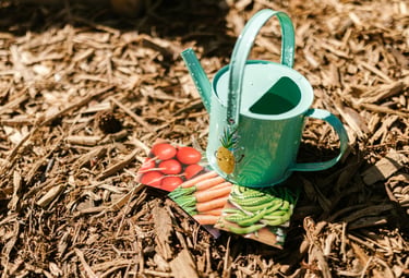Seed packets and a watering can. Budget-friendly gardening