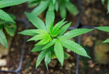 Cannabis plant