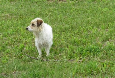 a dog standing in the grass with a stick in it