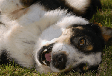 cão de barriga para baixo alegre