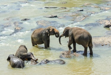 Explore Sri Lanka with island-wide tours by top travel company in Sri Lanka