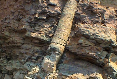 Petrified Tree 2