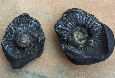 Marin fossils found on high mountains 2