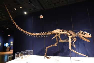 Dinosaur bones mass graves 2