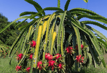 Dragon fruit Pitaya