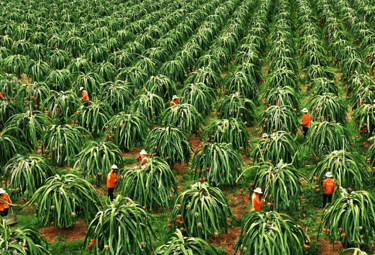 Dragon fruit in Binh Thuan, Vietnam
