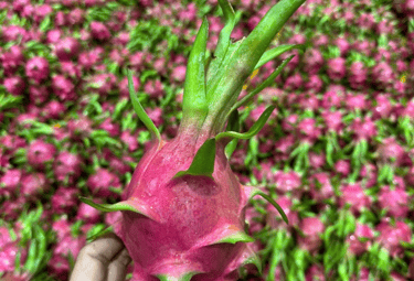 High quality dragon fruit