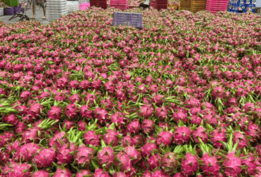 Sorting dragon fruit