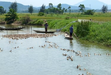 Vietnamese farmers on wooden boats herding a large flock of ducks across a rural river landscape.