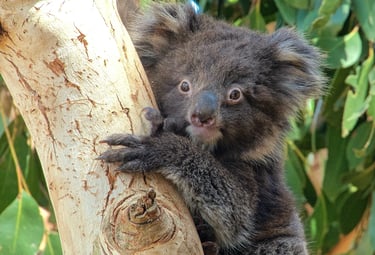 A cute baby koala joey with fluffy dark fur clinging to a eucalyptus tree branch in the wild.