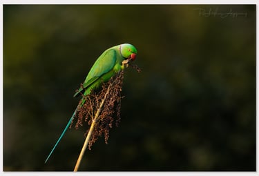 BIRDS