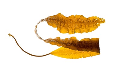 Saccharina latissima