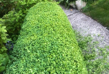 boxwood hedge