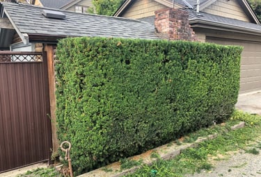 Yew Hedge